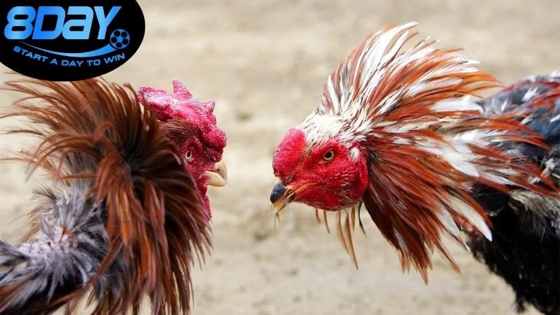 Luật pháp về cờ bạc trực tuyến ở Việt Nam
