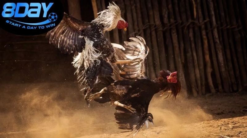 Rủi ro và lời khuyên khi tham gia