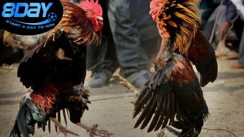 Tìm hiểu về đá gà trực tuyến nạp rút 24/7