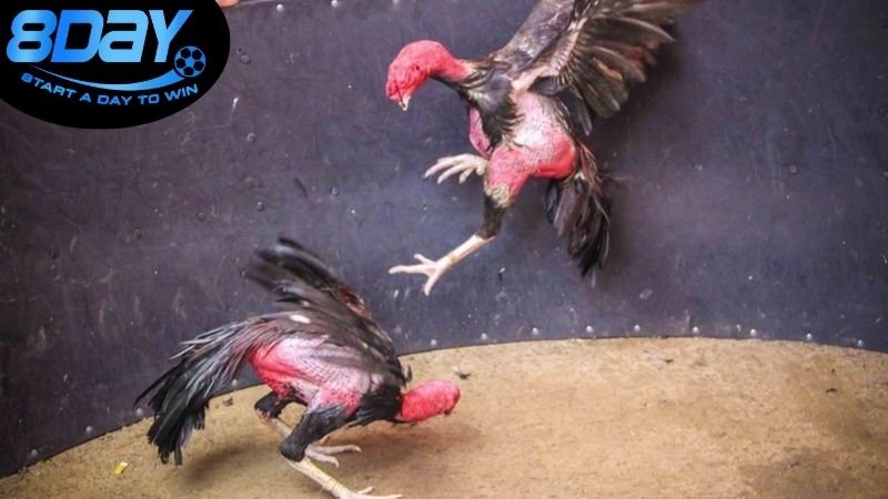 Hướng dẫn sử dụng dịch vụ nạp rút trên các nền tảng