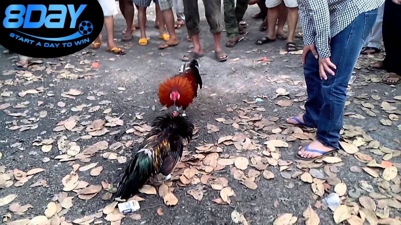 Lợi ích và rủi ro khi tham gia đá gà trực tuyến
